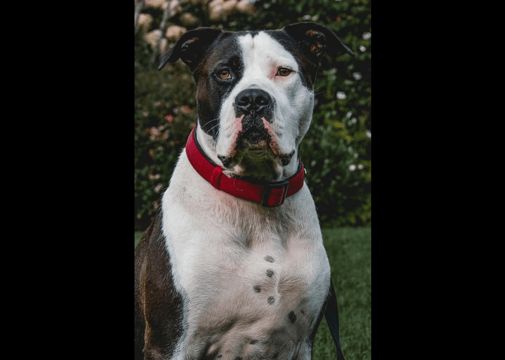 American Bulldog — large-sized dog (breed guide)