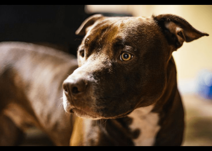 American Pit Bull Terrier — medium-sized dog (breed guide)