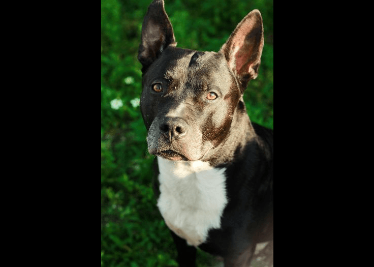 American Staffordshire Terrier — medium-sized dog (breed guide)