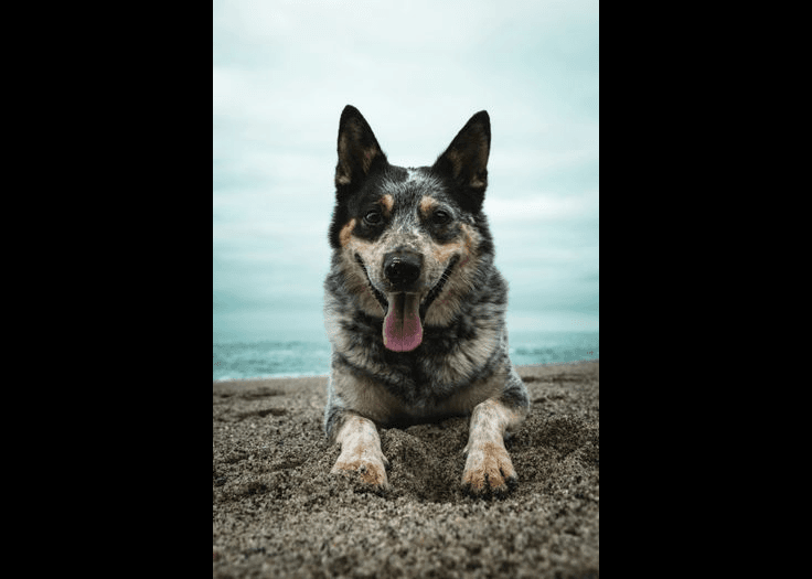 Australian Cattle Dog — medium-sized dog (breed guide)