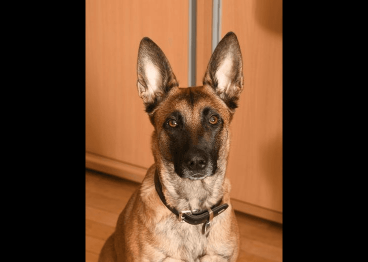 Belgian Malinois — large-sized dog (breed guide)