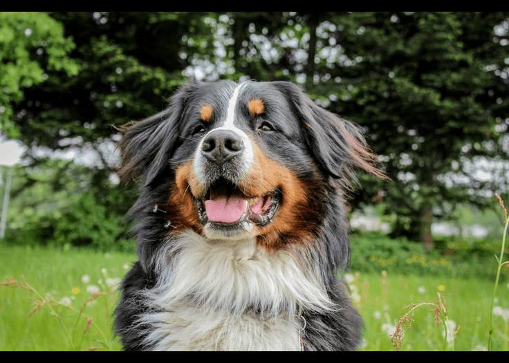 Bernese Mountain Dog — large-sized dog (breed guide)