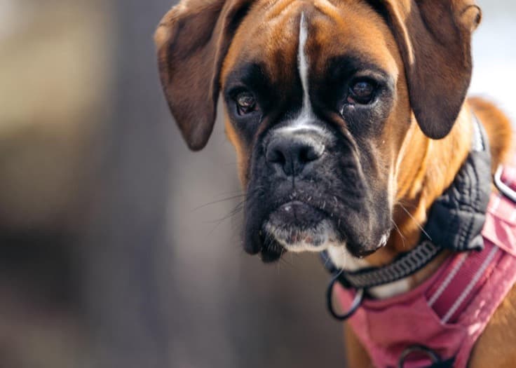 Boxer — large-sized dog (breed guide)