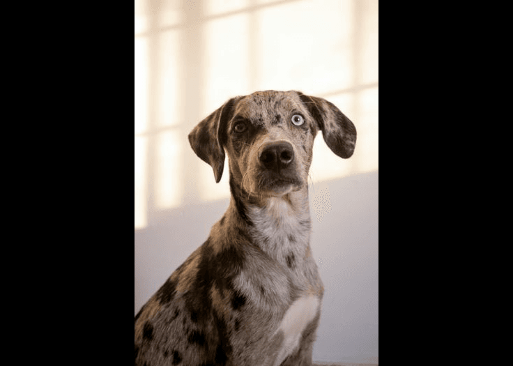 Catahoula Leopard Dog dog