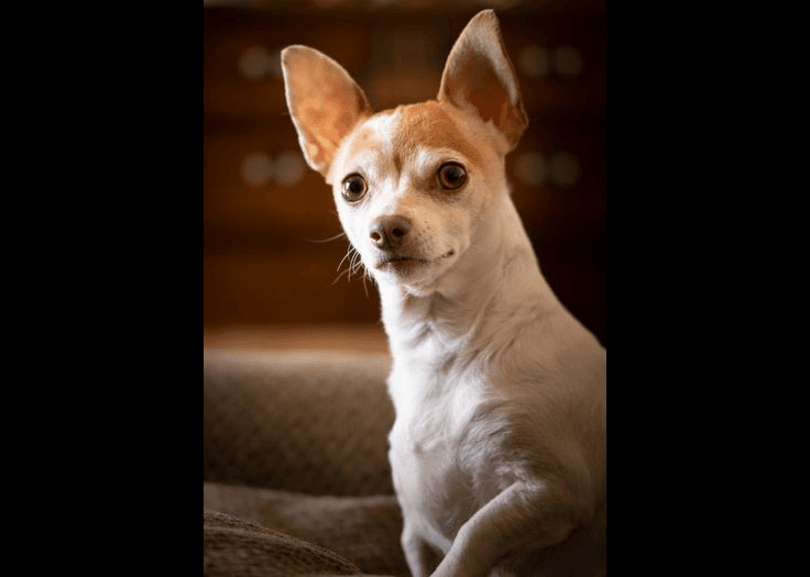 Chihuahua — small-sized dog (breed guide)