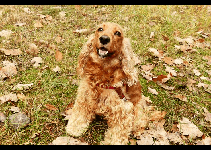 Cocker Spaniel dog