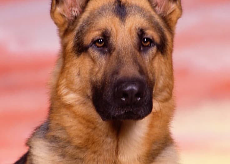 German Shepherd — large-sized dog (breed guide)
