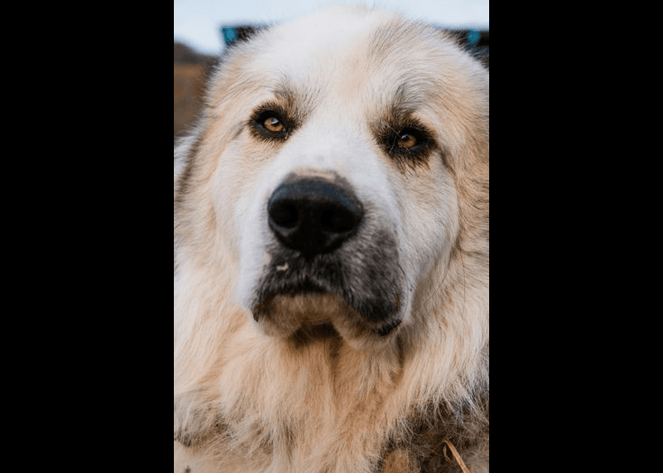 Great Pyrenees dog