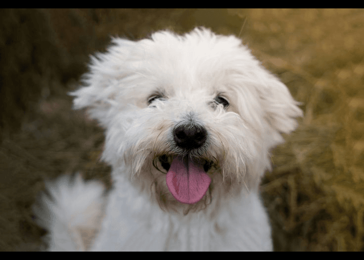 Maltese dog