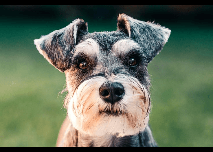 Miniature Schnauzer — small-sized dog (breed guide)