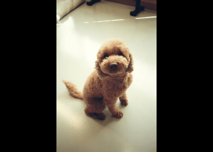 Miniature Poodle — small-sized dog (breed guide)