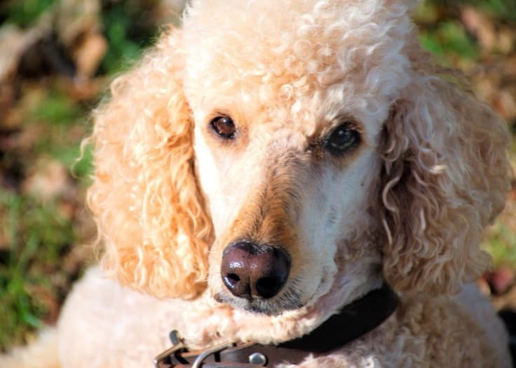 Standard Poodle dog