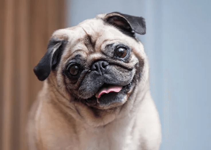 Pug dog