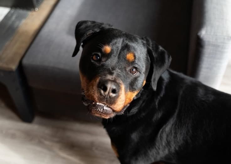 Rottweiler dog