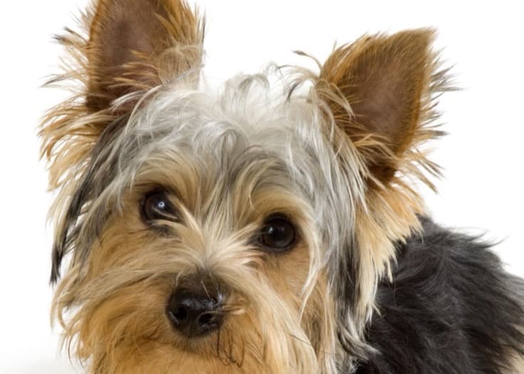 Yorkshire Terrier dog