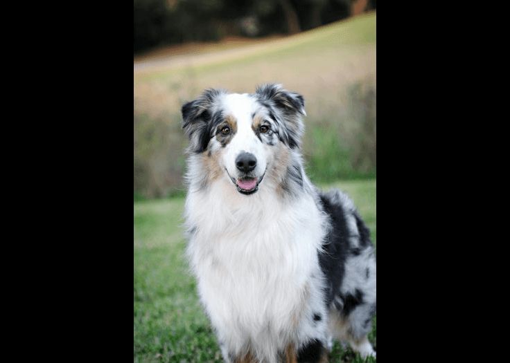 Australian Shepherd — medium-sized dog (breed guide)