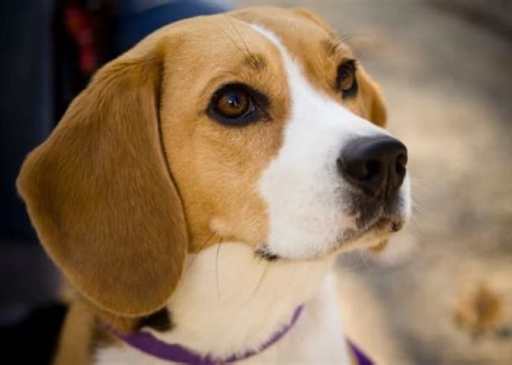 Beagle dog