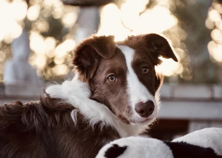 Border Collie dog