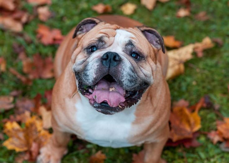 Bulldog dog