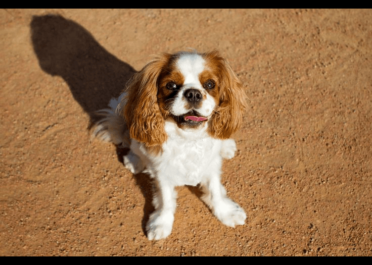 Cavalier King Charles Spaniel dog