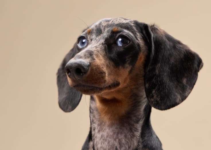 Dachshund β small-sized dog (breed guide)