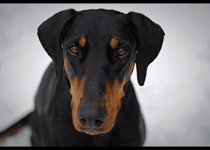 Doberman Pinscher dog
