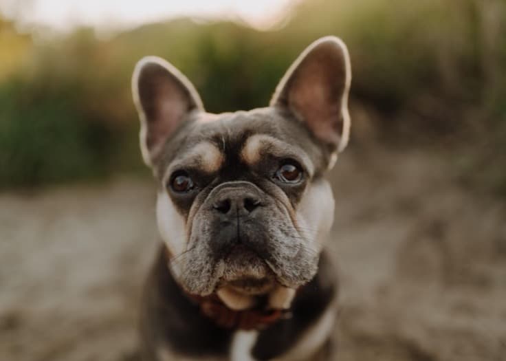 French Bulldog β small-sized dog (breed guide)