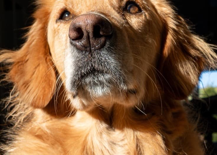 Golden Retriever dog