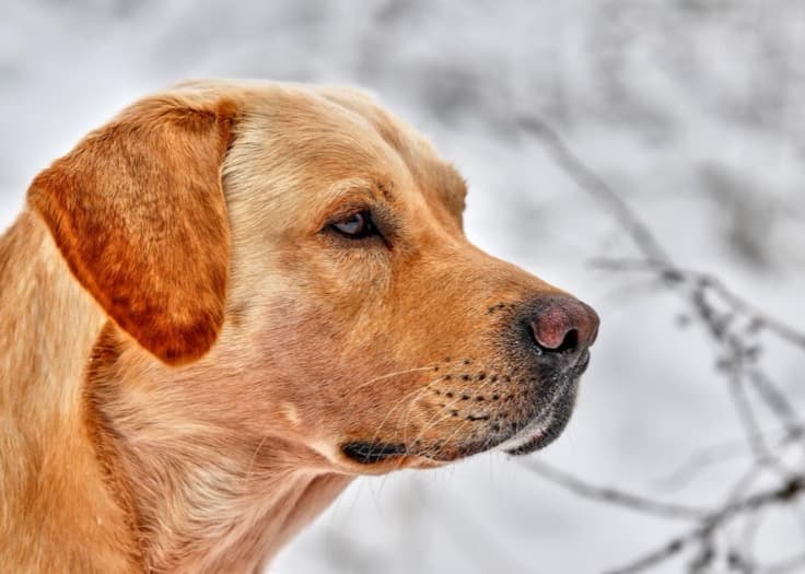 Labrador Retriever dog
