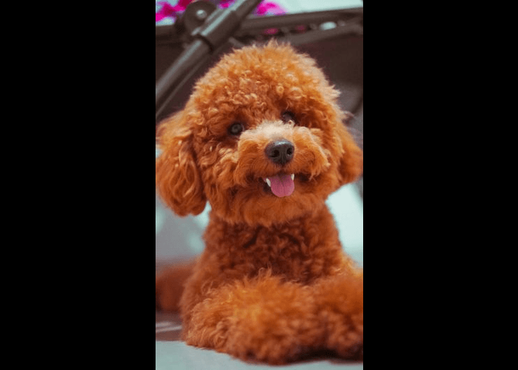 Toy Poodle — small-sized dog (breed guide)