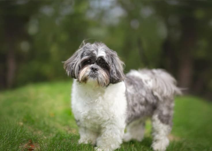 Shih Tzu — small-sized dog (breed guide)