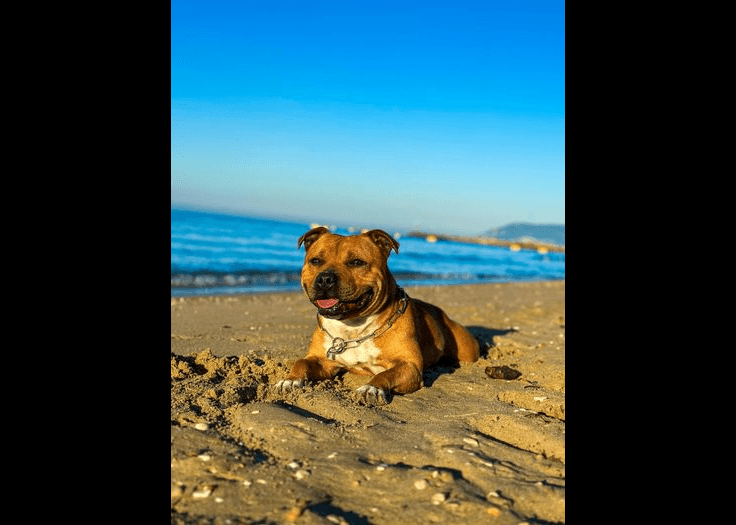 Staffordshire Bull Terrier dog